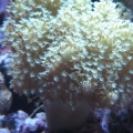 3 reef pics 017