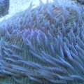 3 reef pics 021