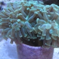3 reef pics 022