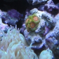 3 reef pics 025