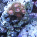 3 reef pics 026