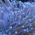 3 reef pics 028
