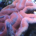 3 reef pics 030