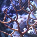 3 reef pics 031