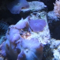 3 reef pics 029