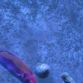 3 reef pics 032
