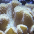 3 reef pics 033