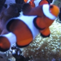 3 reef pics 034