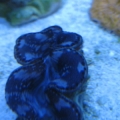 3 reef pics 035