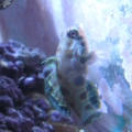 3 reef pics 036