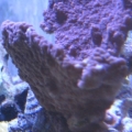 Montipora