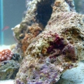zoa's