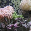 Hammer Flower Bubble Tip