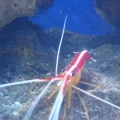 Our cleaner shrimp Jacques  RIP little buddy
