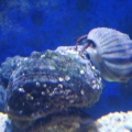 Picture of a hermit cleaning algae off of Turbo Snail
