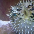 cinnamon clownfish was bullying puffer3