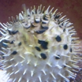 cinnamon clownfish was bullying puffer2