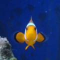 Coral saying "hello"