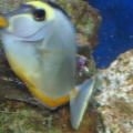 7281