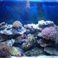 our tank as of 9/17/08