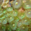 Zoa's