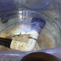 Refugium