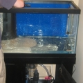 pouring the live sand