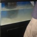 more live sand