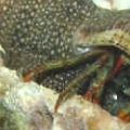 Hermit Crab