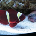 Baby Marlin with 1st Rose Anemone (9/2004)