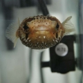 puffer