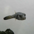 striped dogface puffer