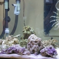 my 20G tank (9/2004)