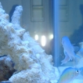 Welcoming a couple of chromis to kickstart the tank cycling