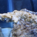 First signs of brown algae on day 6 of the tank