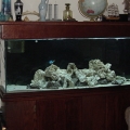 125 af half way I wish I had more pics I had clam that was 1ft long