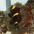 Marlin with his new anemone (10/2008)