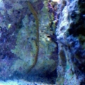 big bristle worm