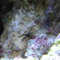 brittle star