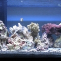 FTS. This has been changed a little bit from what is shown here. I'm still not happy with it. I've come to realize that some of the rock pieces I have are too big for the tank and will make life difficult down the road so I'll probably be re-scaping it a 