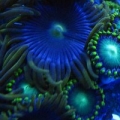 Some nice green zoas