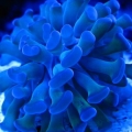 Branching hammer coral