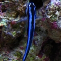 The neon goby hangs on to the rock here right outside his cave.