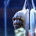 Super tongan snail