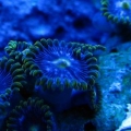 Some speckled zoas