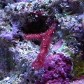 Some hitchhiking stick thing, the red fuzzy stuff on it is strange, I'm not sure if it's algae but a turbo snail seemed to eat some of it off and it has some bare patches. The red fuzz does not appear to spread anywhere, it just grows on this stick, I don