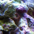 This is sort of a strange looking polyp. It was a hitchiker on the rock and it doesn't have tentacles around the skirt like most zoas/palys that I've seen pictures of. I thought maybe it was some sort of anemone but I haven't been able to find a good pict