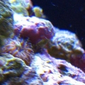 Another shot of the mystery polyp.