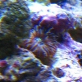 Third shot of the mystery polyp.