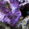 Hitchhiker.. had to remove him when I caught him in my Zoas.